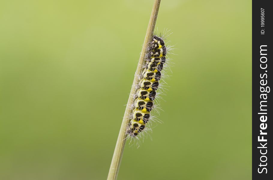 5-spot Burnet Caterpillar on a reed stem