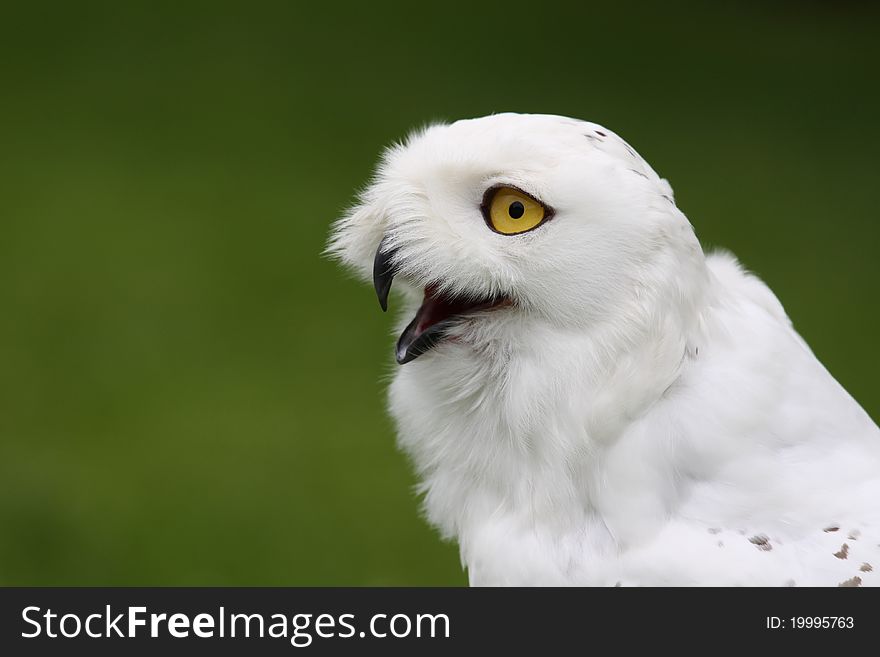 Portrait of snowy owl, Bubo scandiacus