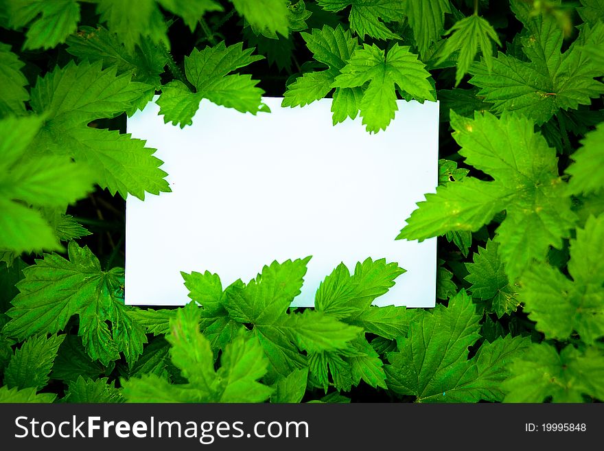 Blank white card surrounded by beautiful green leaves. Blank white card surrounded by beautiful green leaves