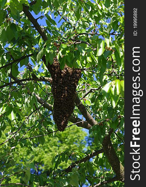 Bee swarm on the tree