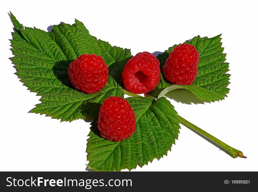 Isolated raspberris from a garden in Germany