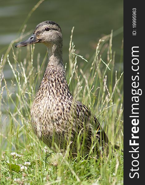 Female duck standing near water.