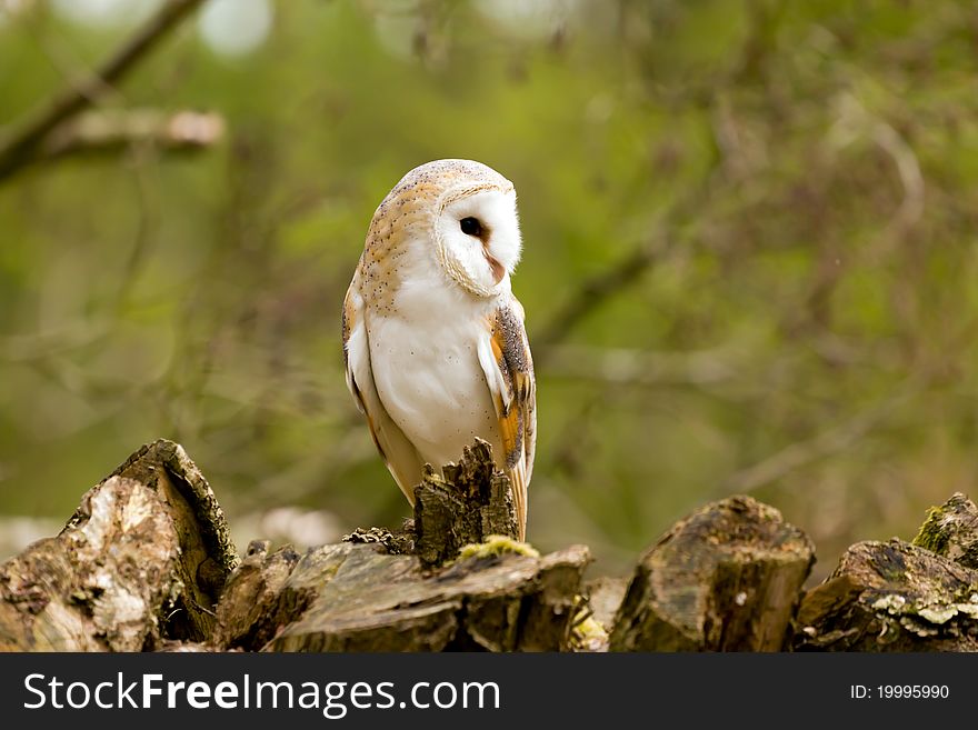 A Barn Owl resting on a tree stump. A Barn Owl resting on a tree stump