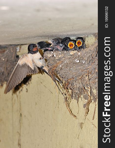 The photo shows the moment as the swallow feeds her one of the chicks in the nest. The photo shows the moment as the swallow feeds her one of the chicks in the nest.