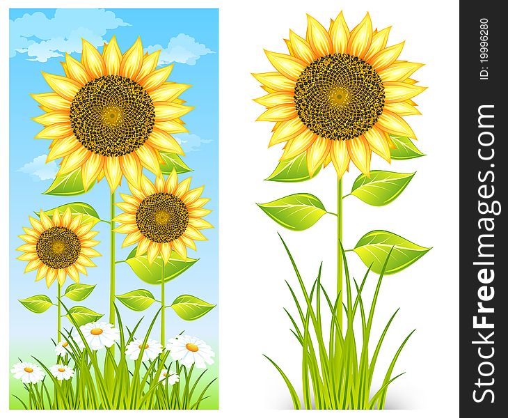 Big flower yellow sunflowers and grass on blue background,  illustration. Big flower yellow sunflowers and grass on blue background,  illustration