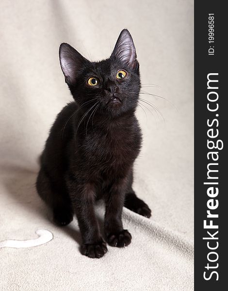 Black kitten on a light blanket