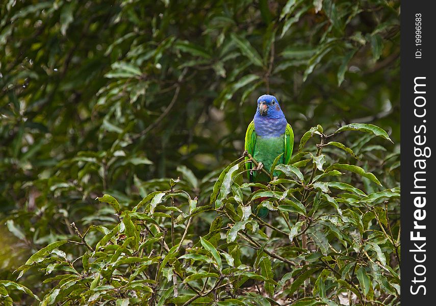 A Blue-headed Parrot Under The Rain