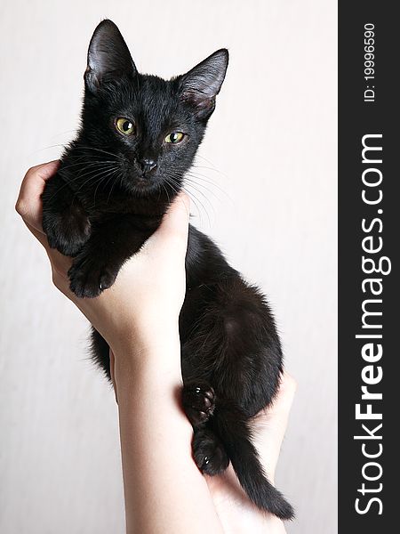 Black kitten on a light blanket