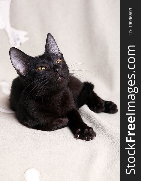 Black kitten on a light blanket