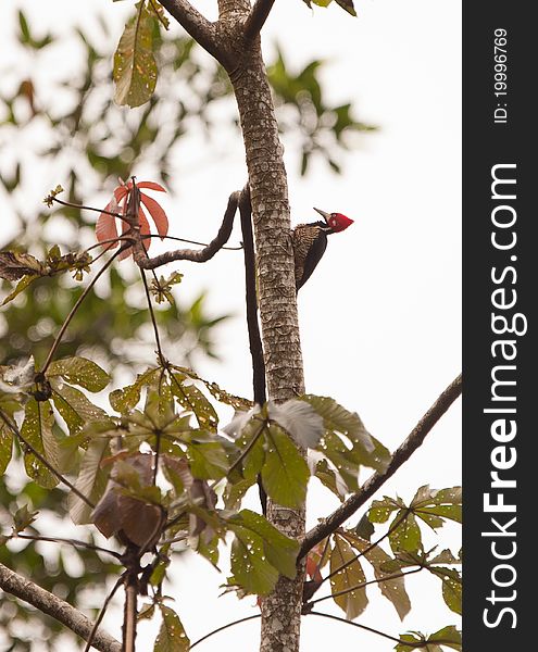 This Crimson-crested Woodpecker (Campephilus melanoleucos) chooses dead trees to search for insects. This Crimson-crested Woodpecker (Campephilus melanoleucos) chooses dead trees to search for insects.