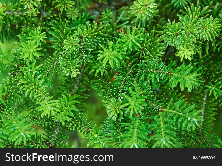 Decorative green fir branches as background. Decorative green fir branches as background