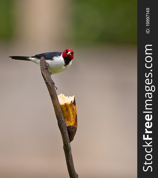 A Red-capped Cardinal (Paroaria gularis) enjoys a banana. A Red-capped Cardinal (Paroaria gularis) enjoys a banana.