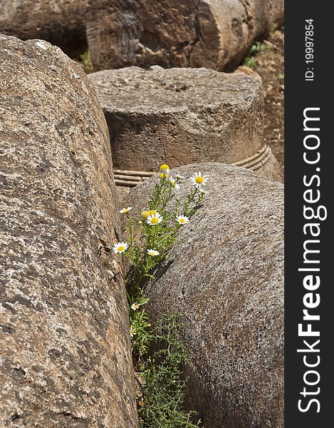 Daisies bloom among the ruins of an ancient Roman villa on Crete. Daisies bloom among the ruins of an ancient Roman villa on Crete