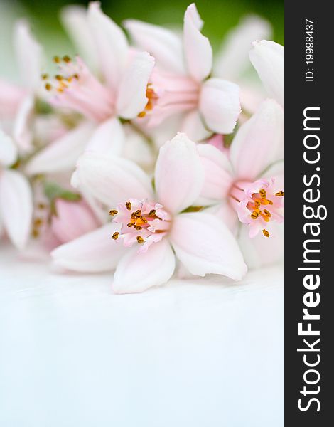 Fresh, Pink Flowers Background