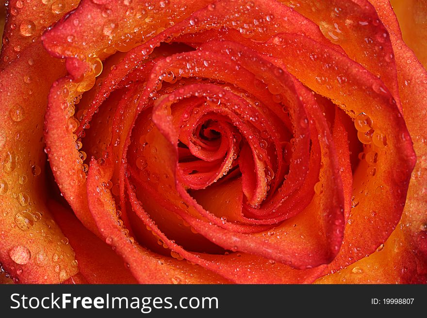 Rose with water drops, close-up. Rose with water drops, close-up.