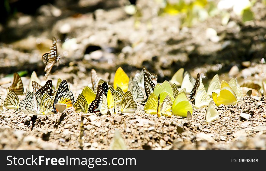 The Scene of Thailand about Multiple Butterfly on the ground