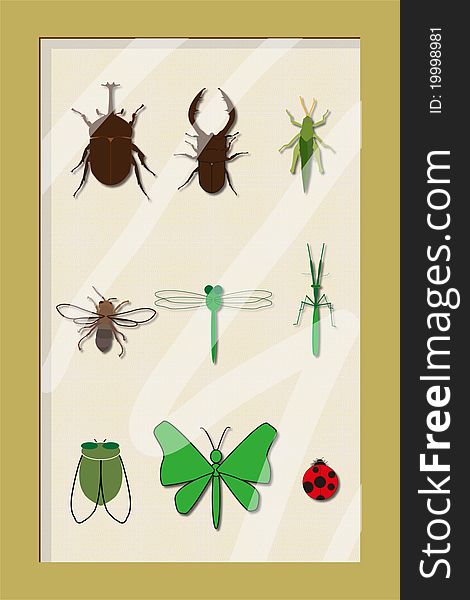 It's a beautifule insect specimens frame