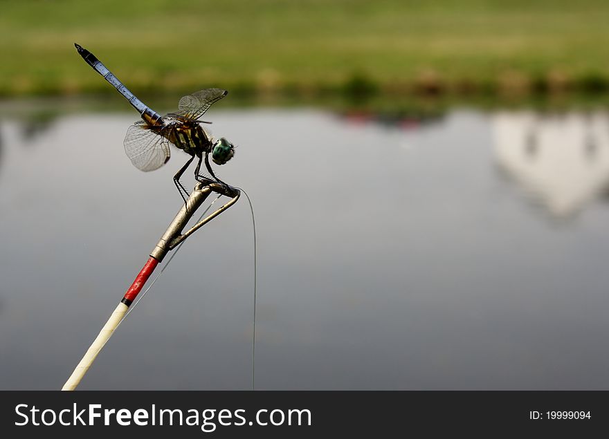 Dragonfly perched on a fishing rod. Dragonfly perched on a fishing rod.