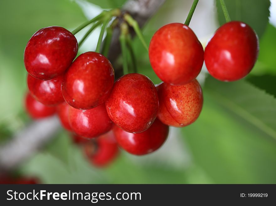 Ripe Sweet Cherries On Branch