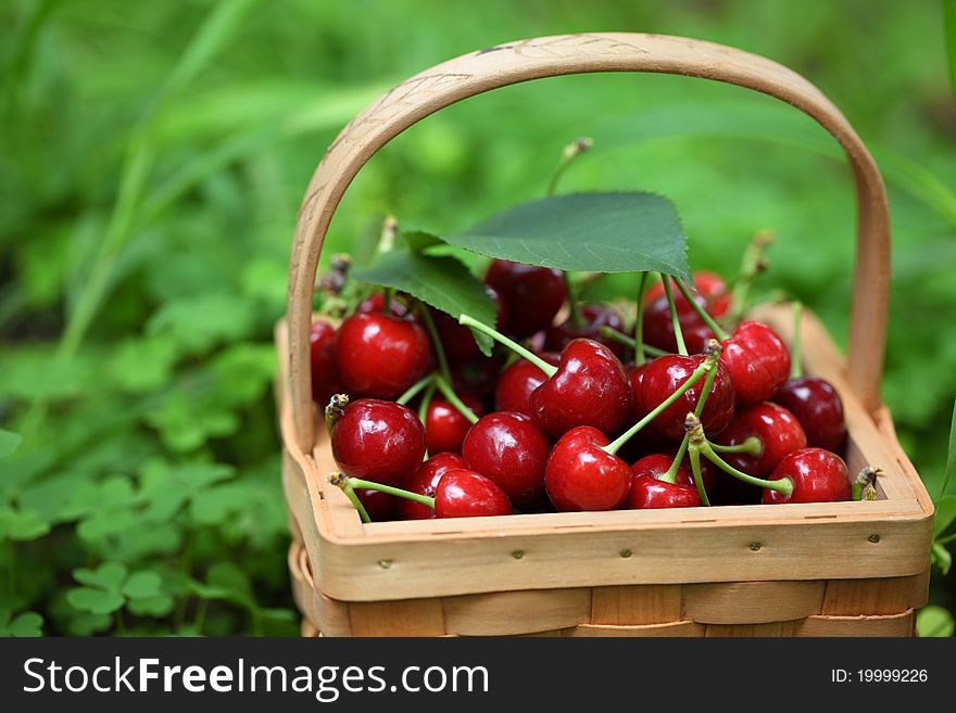 Fresh Red Cherries