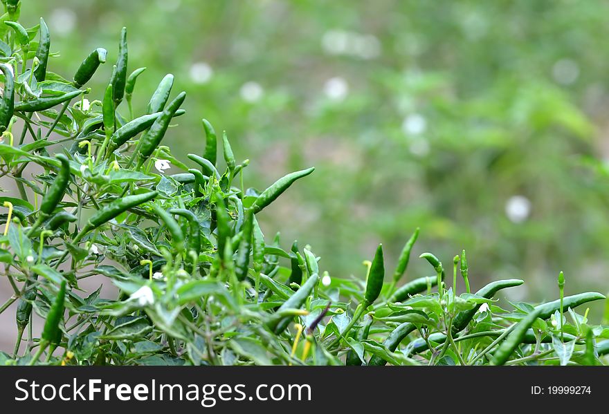 Fresh Green Chili