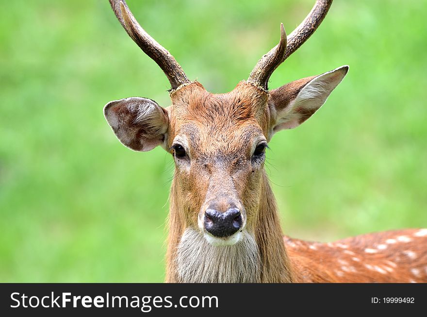 The Sika Deer or the Spotted Deer, or the Japanese Deer