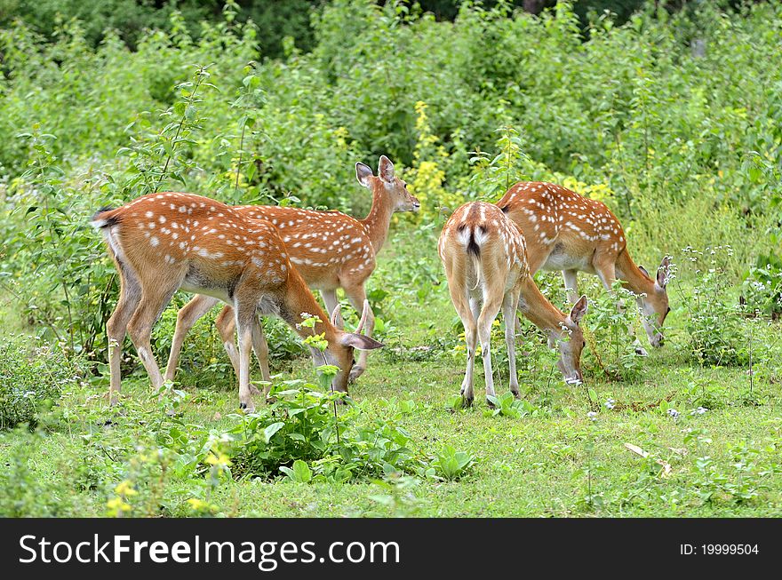 Sika deer herd forage near the forest