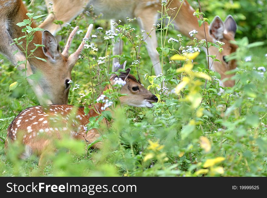 Young sika deer resting in they herd