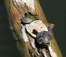 Turtles Stock Images Turtles Stock Images