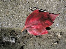 Red Leaf On The Sidewalk Royalty Free Stock Photos Red Leaf On The Sidewalk Royalty Free Stock Photos