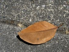 Brown Leaf On The Sidewalk Stock Image Brown Leaf On The Sidewalk Stock Image