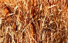 Rustic Texture Stock Photos Rustic Texture Stock Photos