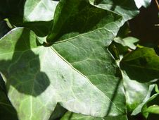 Ivy Stock Photography