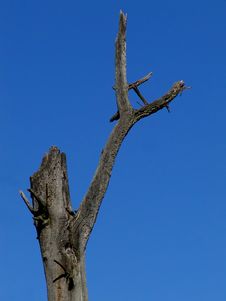 Dead Tree Stock Photography Dead Tree Stock Photography
