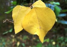 Yellow Fall Leaves Stock Images Yellow Fall Leaves Stock Images