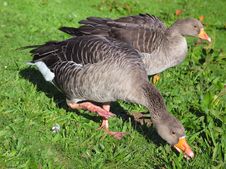 Geese Royalty Free Stock Photography Geese Royalty Free Stock Photography