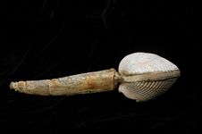 Free Side View Of Decorative Rattle Stock Photos - 29693