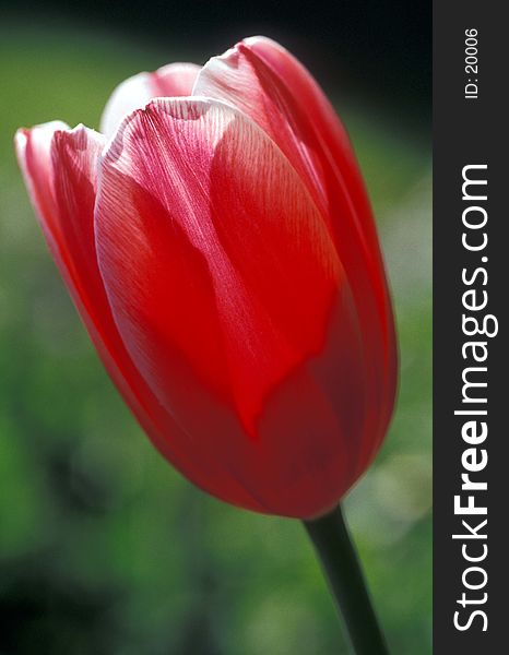 Backlit red tulip