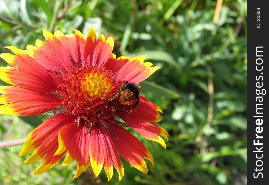 Bumblebee On Blanket Flower