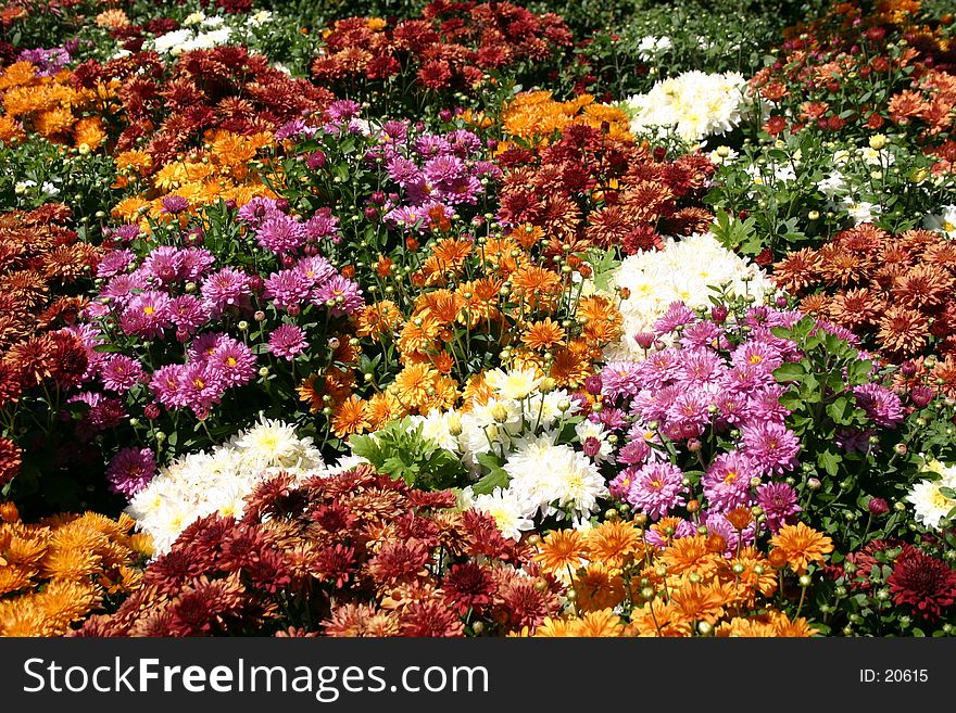 Colorful Layout of of many Flower types. Colorful Layout of of many Flower types.