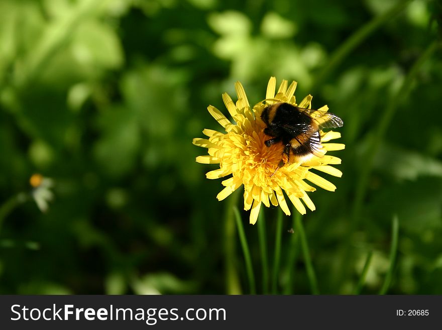 Bumble-bee on a dandelion