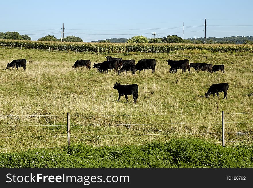 Photo of Cattle in Field.