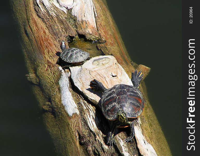 Two turtles, one is a baby and the other is stretching.