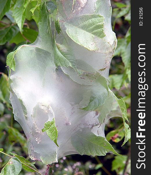 Western Catapiller silk tent