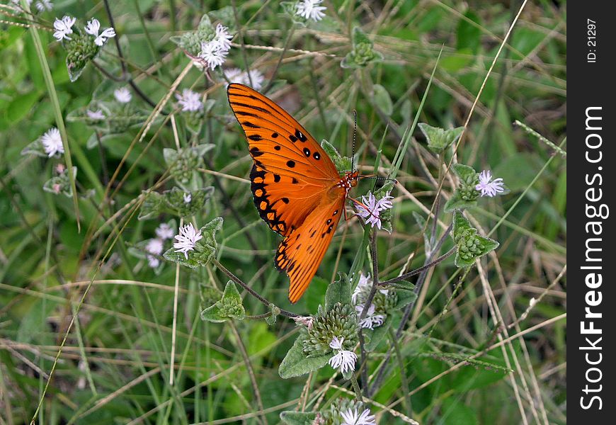 Butterfly In The Meadow