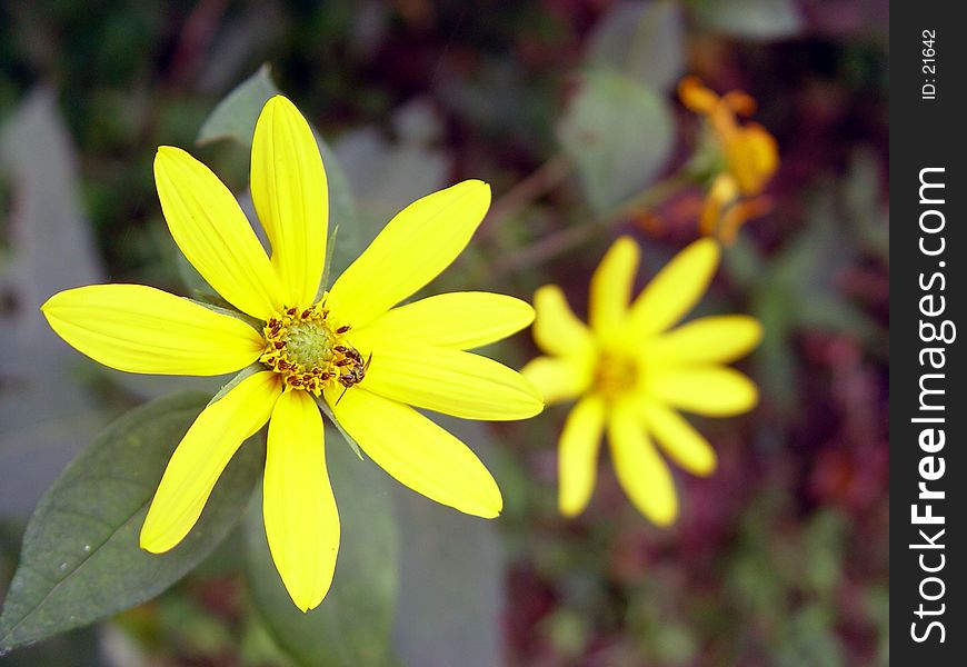 Wild sun flower blossoms. Wild sun flower blossoms