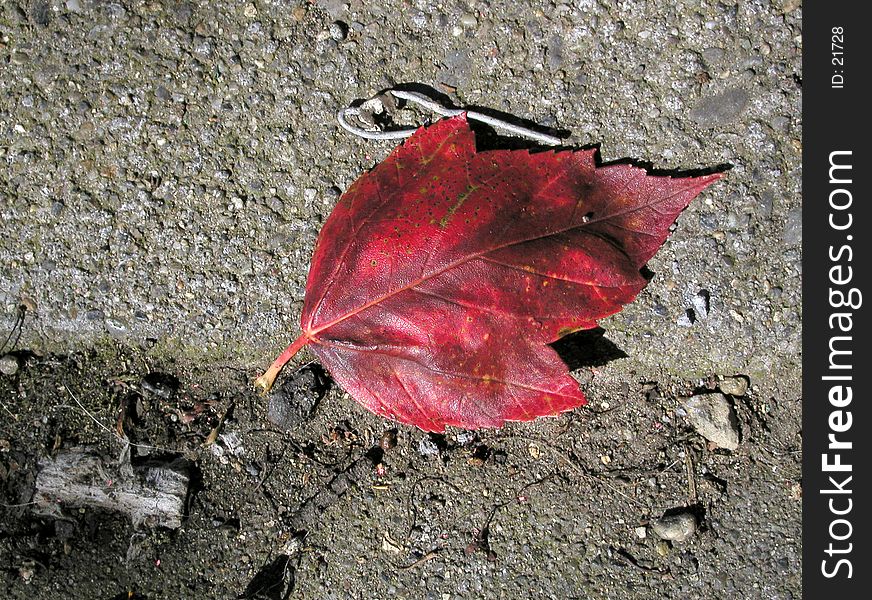 A richly colored leaf on an urban sidewalk. A richly colored leaf on an urban sidewalk.