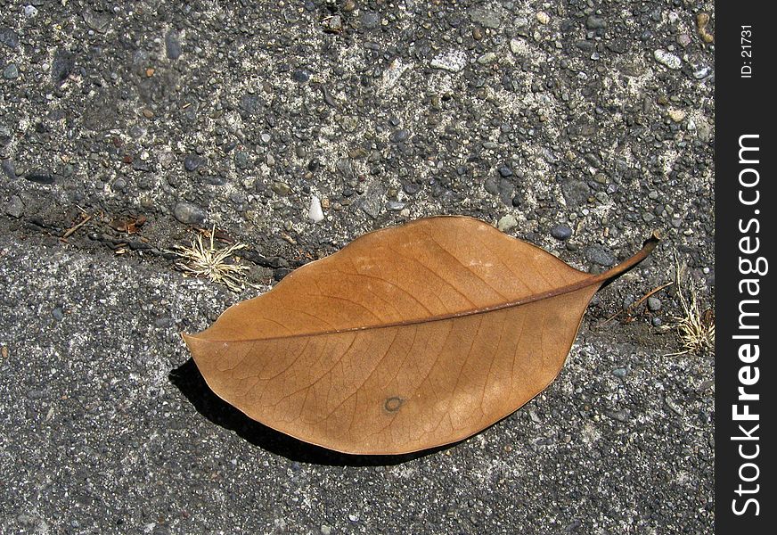 Brown Leaf on the Sidewalk