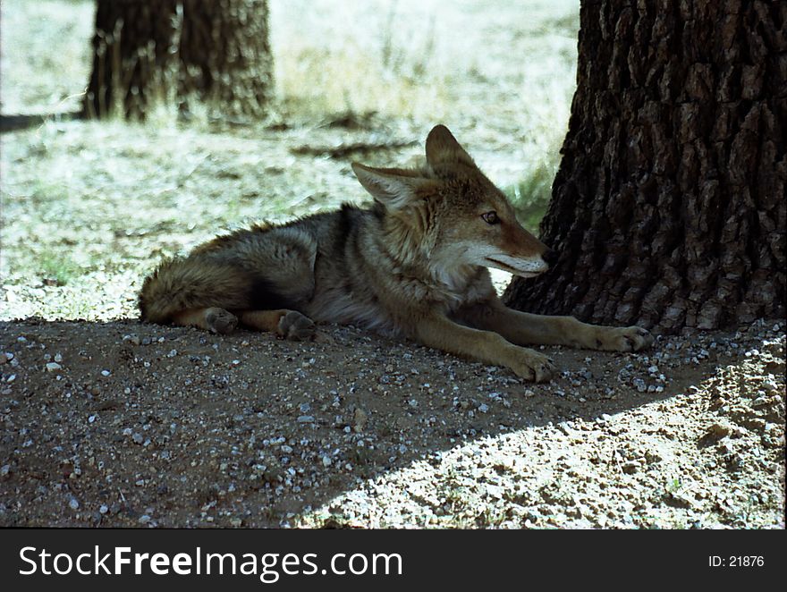 American wolf hiding from the sun. American wolf hiding from the sun