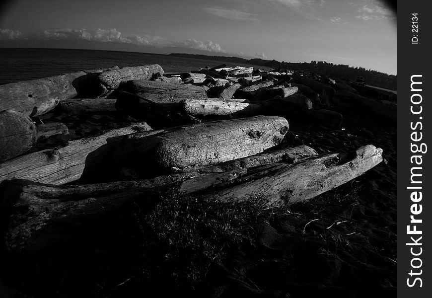 Esquaimalt lagoon driftwood